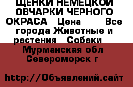 ЩЕНКИ НЕМЕЦКОЙ ОВЧАРКИ ЧЕРНОГО ОКРАСА › Цена ­ 1 - Все города Животные и растения » Собаки   . Мурманская обл.,Североморск г.